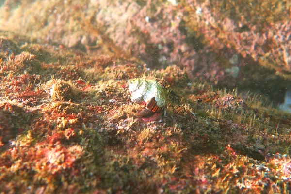 Sea Snails - Banded Tooth Latirus