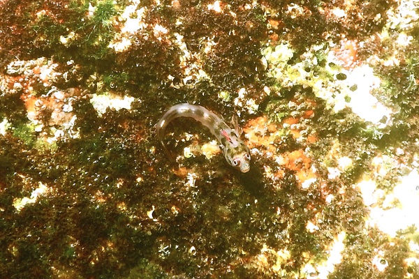 Blennies - Mexican Barnacle Blenny