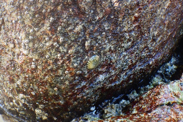 Limpets - Pacific Plate Limpet