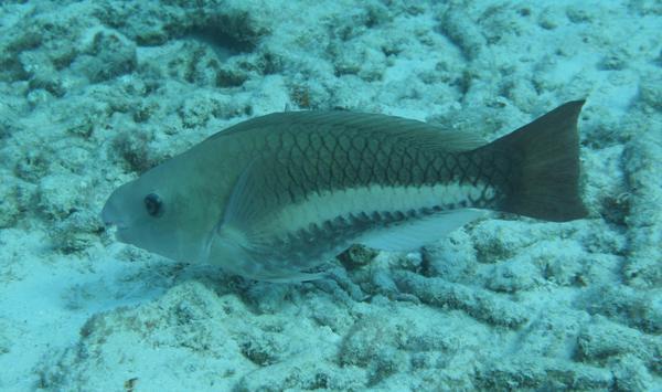 Parrotfish - Queen Parrotfish Parrotfish - Queen Parrotfish
