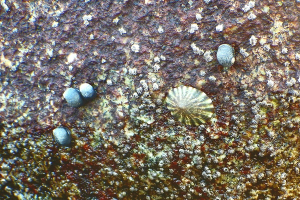 Limpets - Pacific Plate Limpet Limpets - Pacific Plate Limpet
