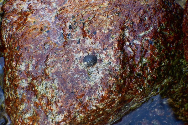 Sea Snails - Funiculate Nerite Sea Snails - Funiculate Nerite