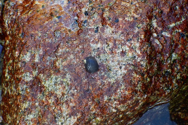 Sea Snails - Funiculate Nerite