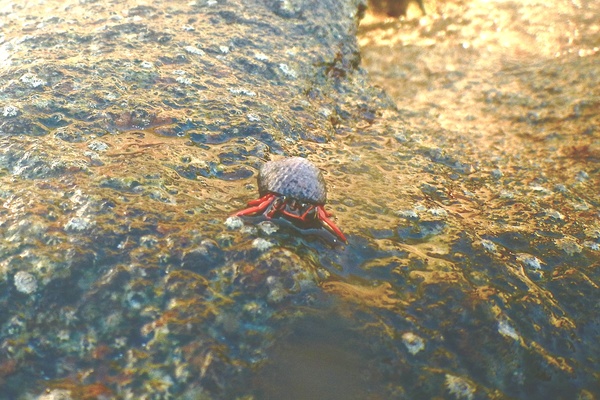 Crabs - Red Reef Hermit Crab