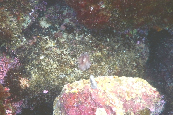 Sea Slugs - Starry Berthella