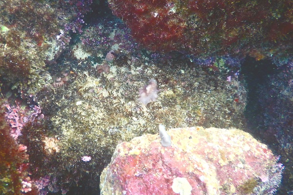 Sea Slugs - Starry Berthella