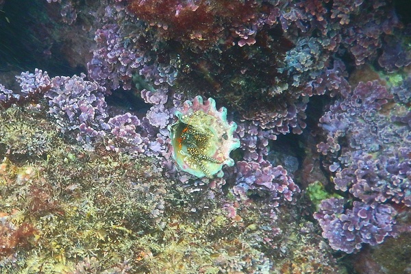 Crabs - Blue-eyed Spotted Hermit Crab