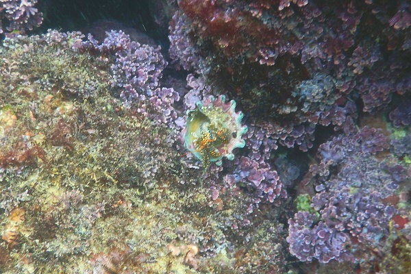 Crabs - Blue-eyed Spotted Hermit Crab