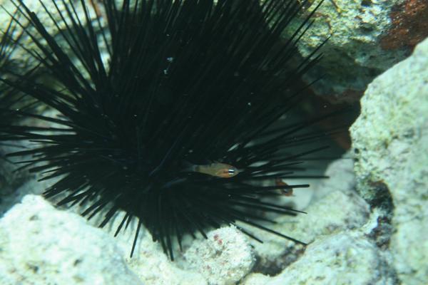 Cardinalfish - Flamefish