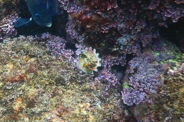 Crabs - Blue-eyed Spotted Hermit Crab