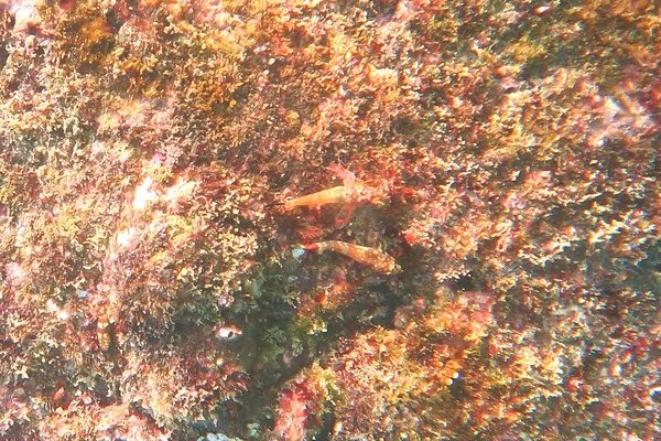 Blennies - Panama Triplefin