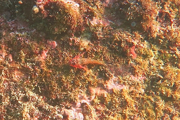 Blennies - Panama Triplefin