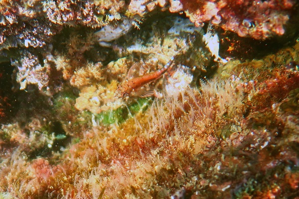 Blennies - Panama Triplefin