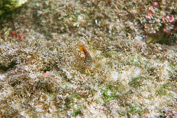 Blennies - Fishgod Blenny