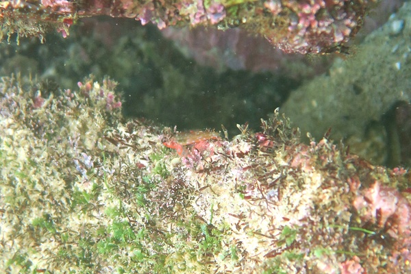 Blennies - Carmine Triplefin