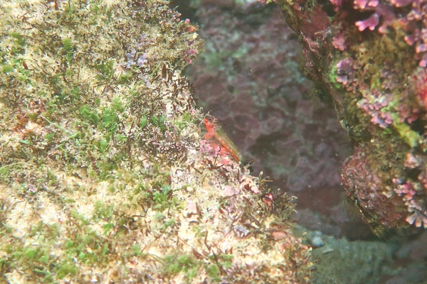 Blennies - Carmine Triplefin