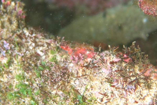 Blennies - Carmine Triplefin