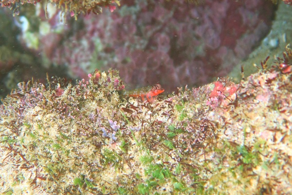 Blennies - Carmine Triplefin