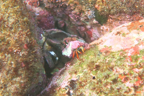 Crabs - Red-leg Hermit Crab