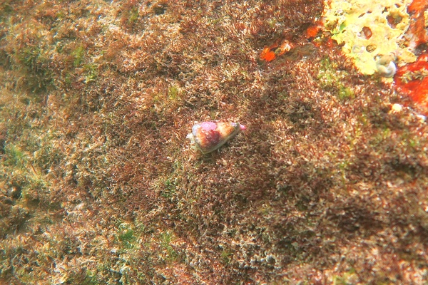 Sea Snails - Californian Cone Snail Sea Snails - Californian Cone Snail