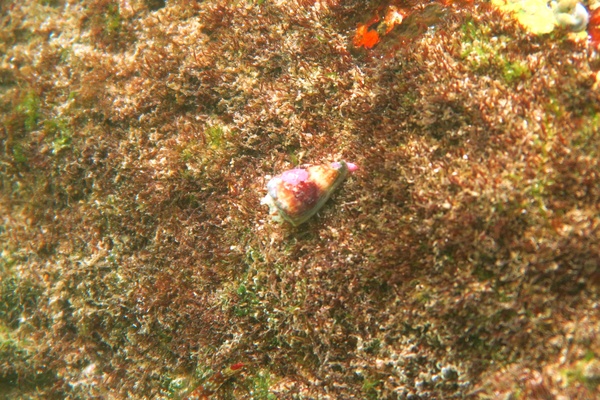 Sea Snails - Californian Cone Snail Sea Snails - Californian Cone Snail