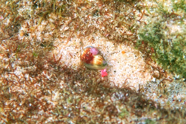 Sea Snails - Californian Cone Snail Sea Snails - Californian Cone Snail