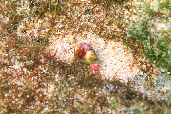 Sea Snails - Californian Cone Snail