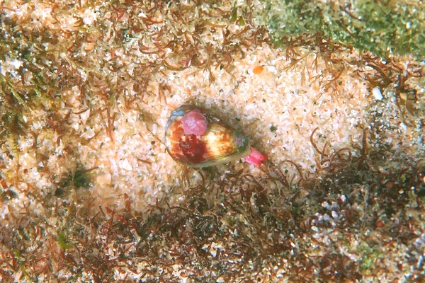 Sea Snails - Californian Cone Snail Sea Snails - Californian Cone Snail