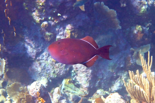 Triggerfish - Black Durgon