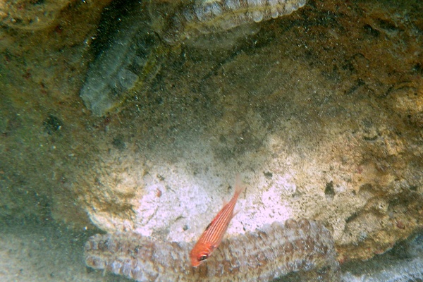 squirrelfish - Reef squirrelfish