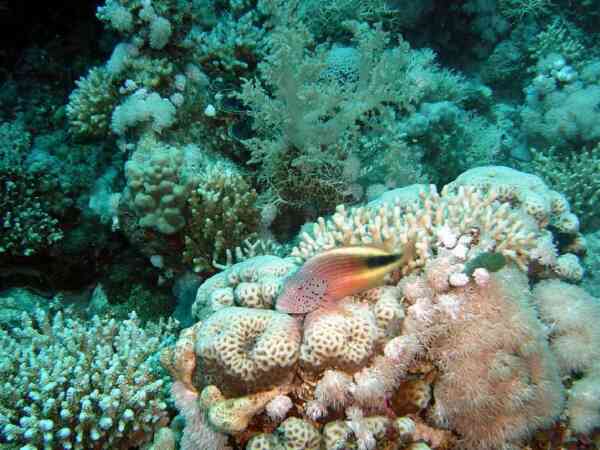 Hawkfish - Blackside Hawkfish