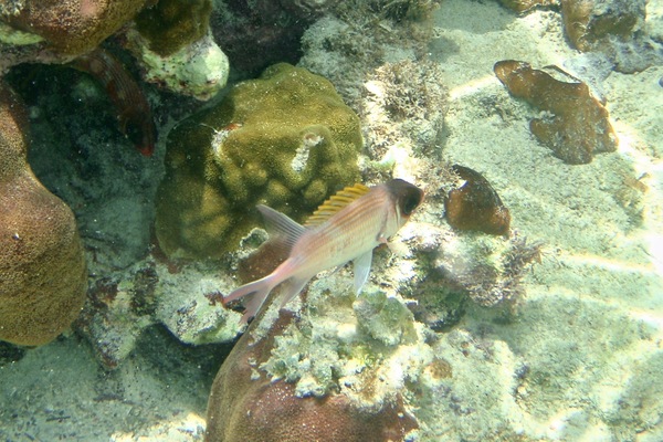 Squirrelfish - Squirrelfish