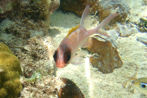 Squirrelfish - Squirrelfish