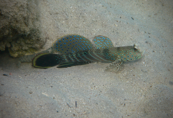 Gobies - Harlequin shrimpgoby