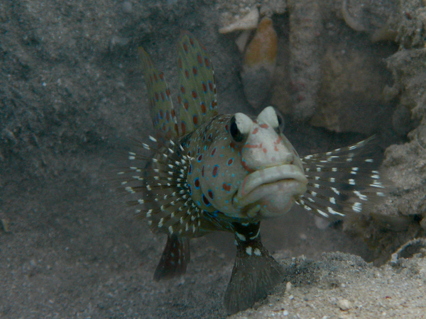 Gobies - Harlequin shrimpgoby