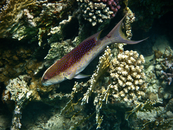 Groupers - Lunartail Grouper