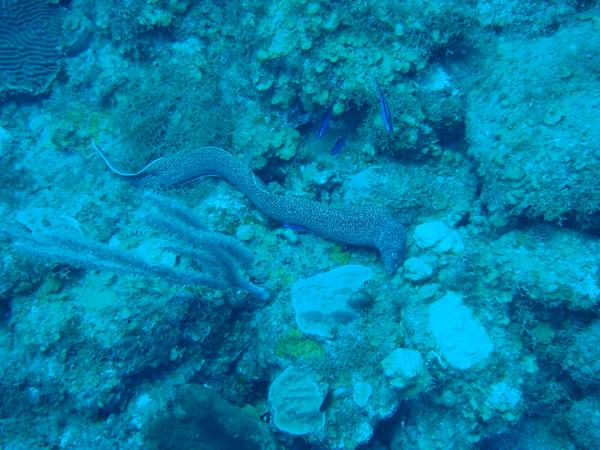 Moray - Spotted Moray