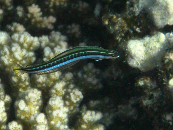 Blennies - Piano Fangblenny