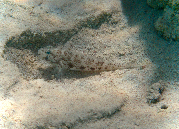 Gobies - Eye-bar Goby