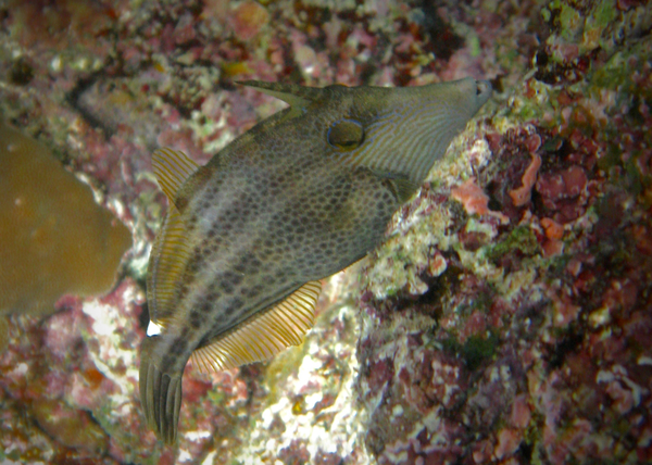 Filefish - Honeycomb filefish