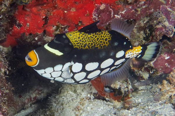 Triggerfish - Clown Triggerfish