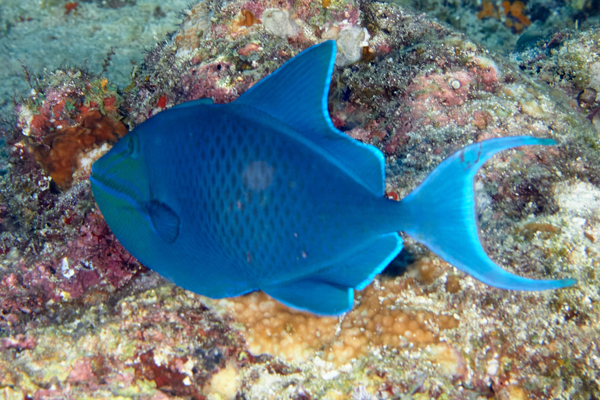 Triggerfish - Redtooth Triggerfish