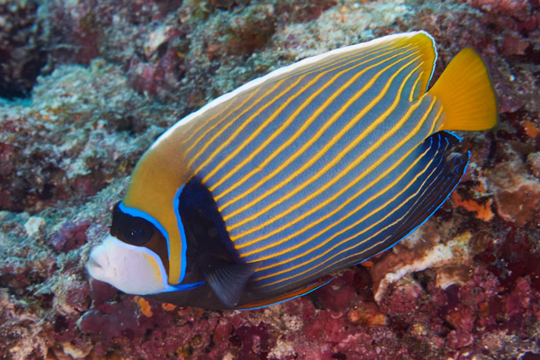 Angelfish - Emperor Angelfish