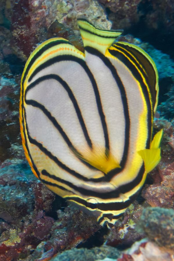 Butterflyfish - Scrawled Butterflyfish