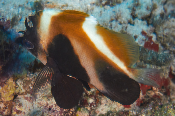 Butterflyfish - Phantom Bannerfish