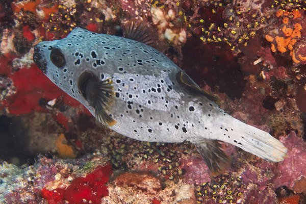 Pufferfish - Black-spotted Puffer