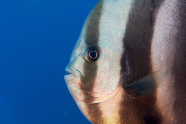 Spadefish - Golden Spadefish