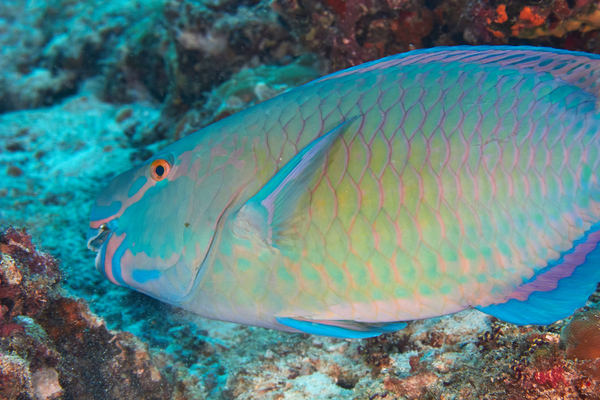 Parrotfish - Ember Parrotfish