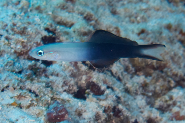 Dartfish - Blackfin Dartfish