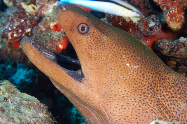 Moray - Giant Moray